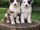 KAHVE MERLE VE BLUE MERLE BORDER YAVRULAR