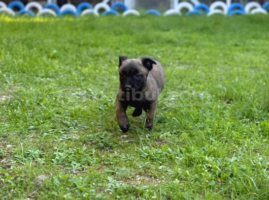 Belçika Malinois Aktif Yavrular görsel