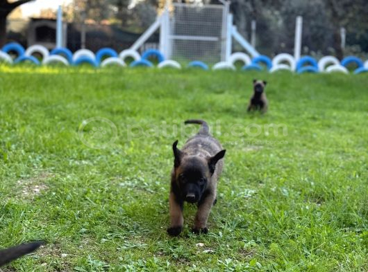 Belçika Malinois Aktif Yavrular görsel