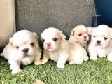 İmperial safkan pekinese yavrular