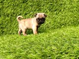 Pug Mobs Bebekler