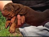 King Avrupa Doberman Yavruları