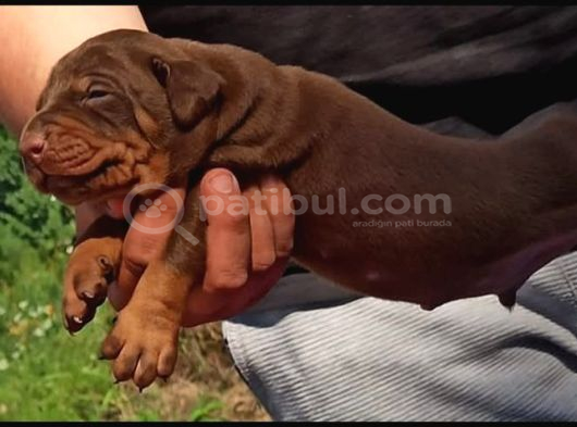 King Avrupa Doberman Yavruları görsel