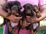 King Avrupa Doberman Yavruları