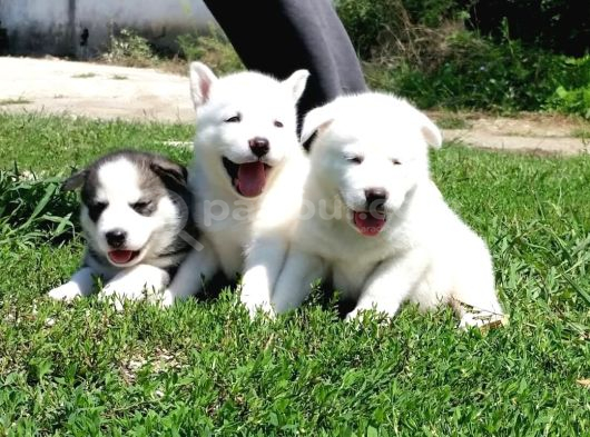 Husky Boncuk Gözlü  Yavrular görsel