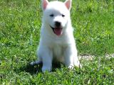 Husky Boncuk Gözlü  Yavrular