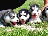 Husky boncuk gözlü  yavrular