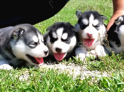 Husky Boncuk Gözlü  Yavrular