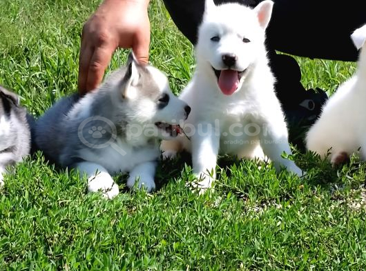 Husky Boncuk Gözlü  Yavrular görsel