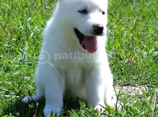 Husky Boncuk Gözlü  Yavrular görsel