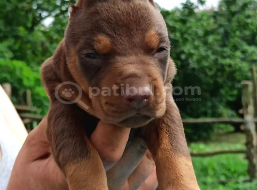 King Avrupa Doberman Yavruları