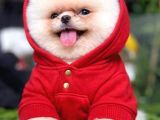 Pomeranian boo bebişler aıyıcıklar