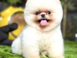 Pomeranian Boo Bebişler Aıyıcıklar