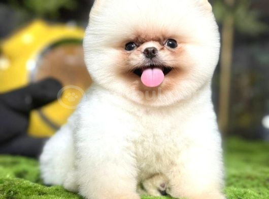 Pomeranian Boo Bebişler Aıyıcıklar görsel