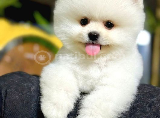 Pomeranian Boo Bebişler Aıyıcıklar görsel