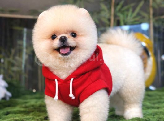Pomeranian Boo Bebişler Aıyıcıklar görsel
