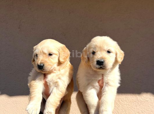 Kısa Burunlu Baby Face Golden Retriever