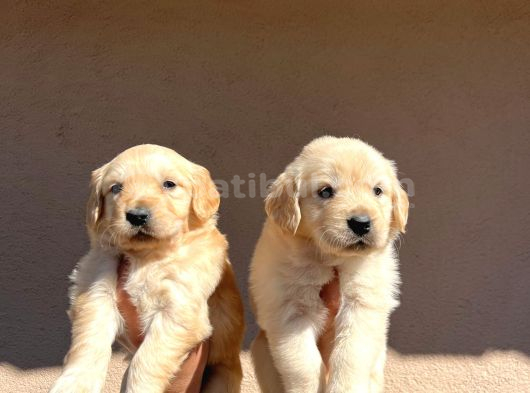 Kısa Burunlu Baby Face Golden Retriever görsel