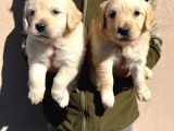 Kısa Burunlu Baby Face Golden Retriever