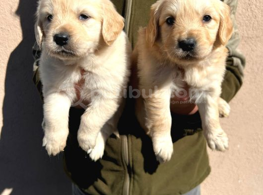 Kısa Burunlu Baby Face Golden Retriever görsel