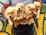 Chow Chow Mor Dilli  Yavrular