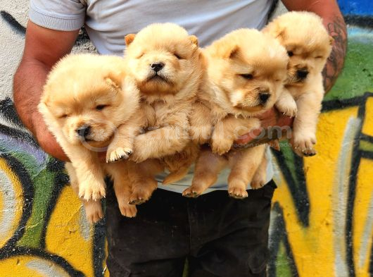 Chow Chow Mor Dilli  Yavrular