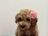 Teacup Maltipo Yavrular