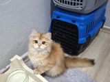 Golden Ny12 3 Aylık Erkek