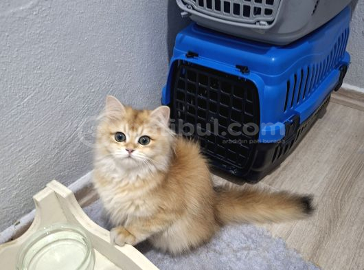 Golden Ny12 3 Aylık Erkek görsel