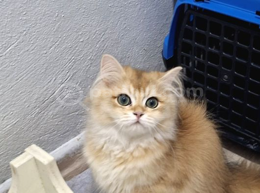 Golden Ny12 3 Aylık Erkek görsel