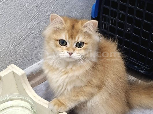 Golden Ny12 3 Aylık Erkek görsel