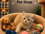 Mükemmel Güzellikte British Shorthair Yavrularımız
