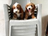 Malti̇poo Ci̇nsi̇ Yavrular Ev Üreti̇mi̇