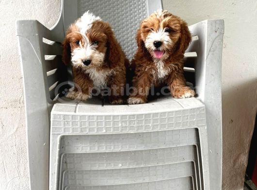 Malti̇poo Ci̇nsi̇ Yavrular Ev Üreti̇mi̇ görsel