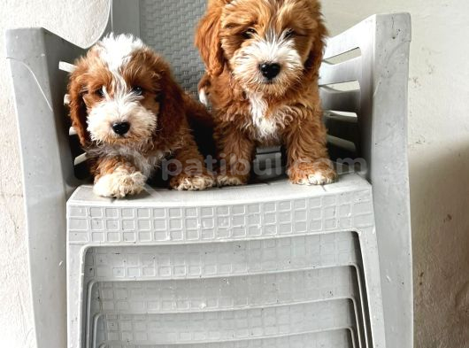 Malti̇poo Ci̇nsi̇ Yavrular Ev Üreti̇mi̇