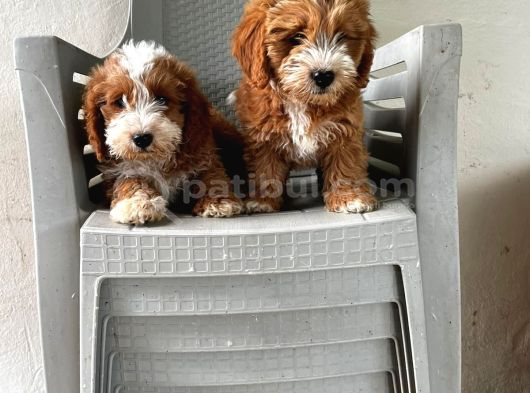 Malti̇poo Ci̇nsi̇ Yavrular Ev Üreti̇mi̇ görsel