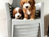Malti̇poo Ci̇nsi̇ Yavrular Ev Üreti̇mi̇