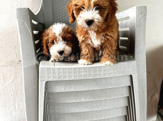 Malti̇poo Ci̇nsi̇ Yavrular Ev Üreti̇mi̇ görsel