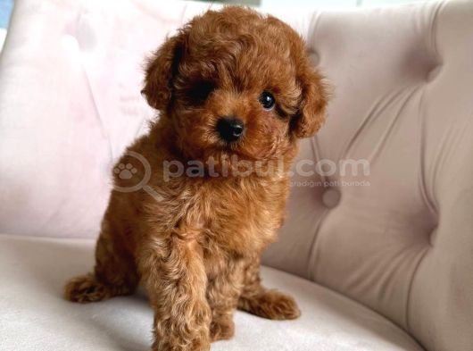 Toy Poodle Sevi̇mli̇ Yavrular Ev Üreti̇mi̇ görsel