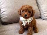 TOY POODLE SEVİMLİ YAVRULAR EV ÜRETİMİ