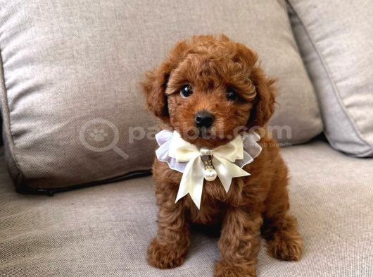 TOY POODLE SEVİMLİ YAVRULAR EV ÜRETİMİ