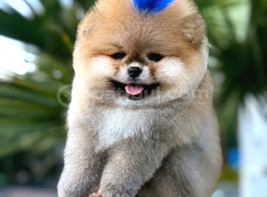 Pomerri̇an Boo Sevi̇mli̇ Yavrular görsel