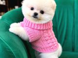 POMERRİAN BOO SEVİMLİ YAVRULAR