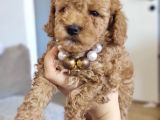 45 Günlük Safkan Toy Poodle