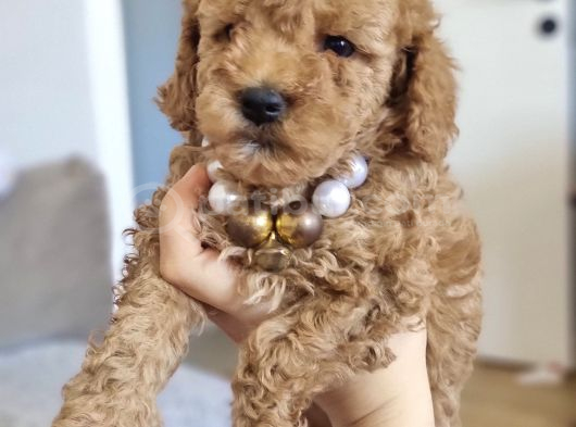 45 Günlük Safkan Toy Poodle görsel