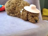 45 günlük safkan toy poodle
