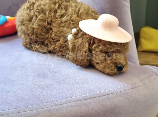 45 Günlük Safkan Toy Poodle