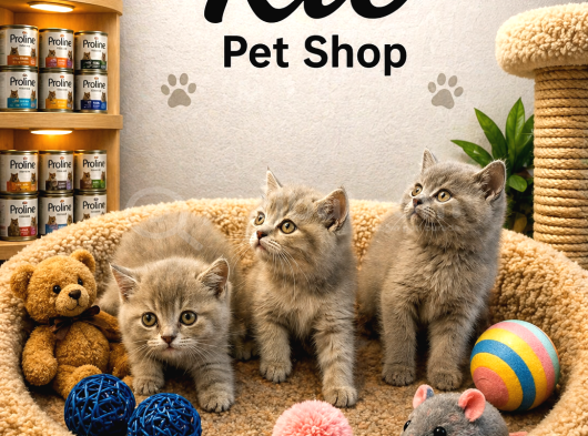 Mükemmel Güzellikte British Shorthair Yavrularımız görsel
