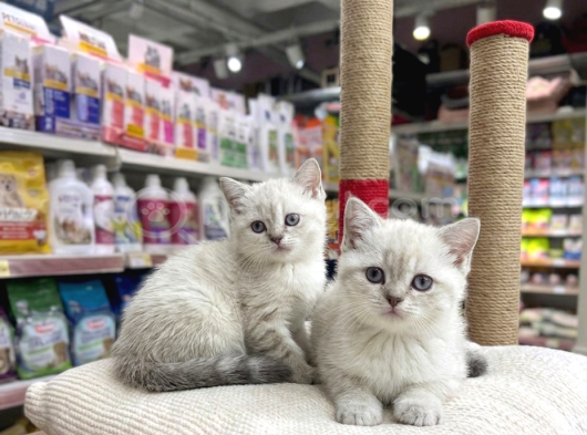 Vonalp Pet Garantisiyle  Bri̇ti̇sh Shorthai̇r Kardeşler görsel
