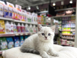 VONALP PET GARANTISIYLE  BRİTİSH SHORTHAİR KARDEŞLER